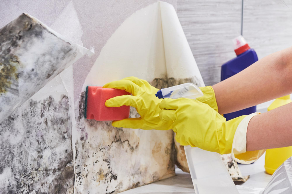 NZ tenants dealing with a mould problem.